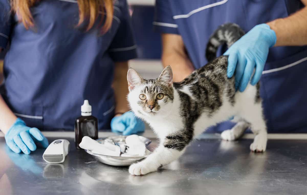 Expoveterinaria Perú animales de compañía gatos veterinaria examinando un gato